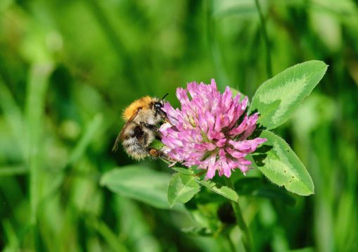 Bumblebee close-up on a pink clover flower. An insect pollinates a flower in summer