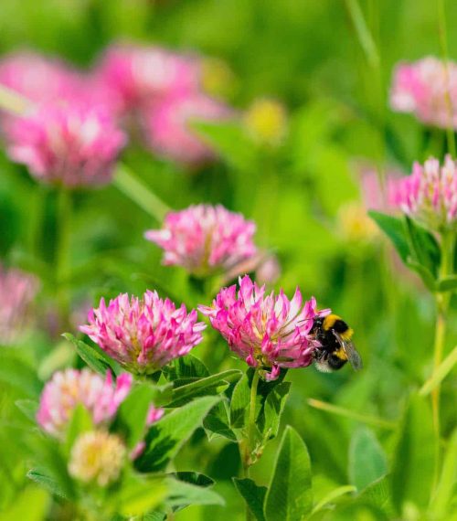 red clover meadow with a bumblebee