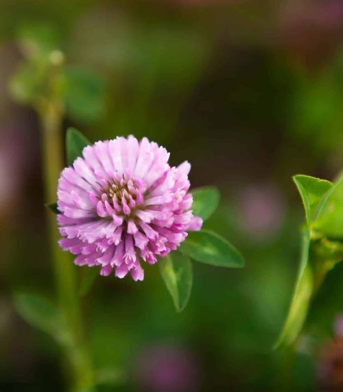 Red clover flower Trifolium pratense close-up, in a meadow of clover and wild herbs, in natural soft sunset sunlight.