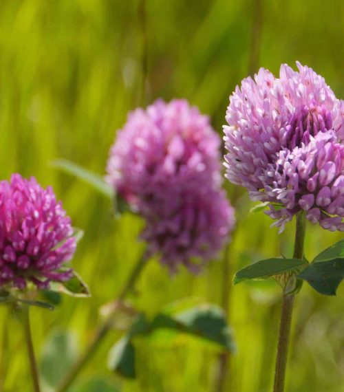 red clover