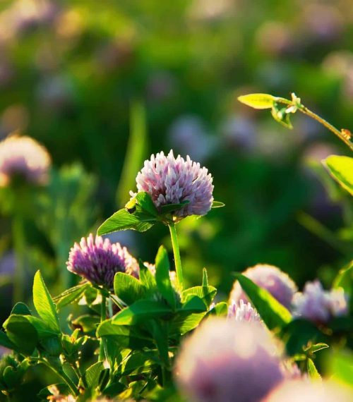 Pink blooming clover in a Summer sunny meadow.