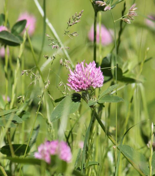Flowers of red clover (Trifolium pratense) plant in green summer