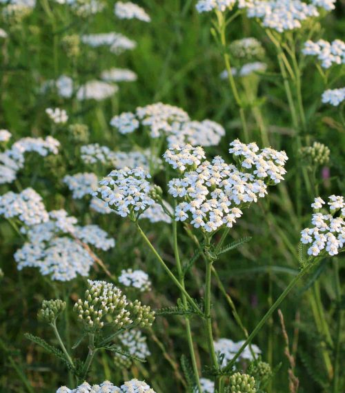 Yarrow (Achillea) blooms in the wild among grasses