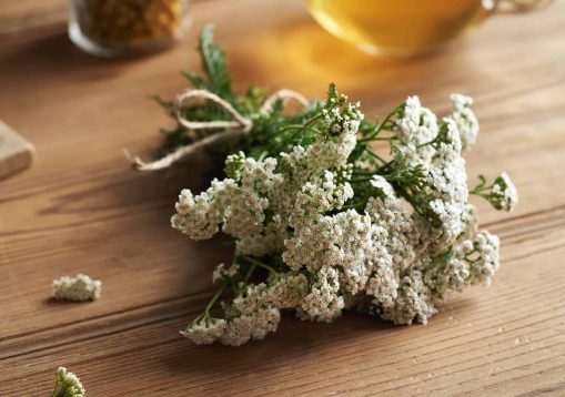 Fresh blooming yarrow or Achillea millefolium twigs on a wooden table