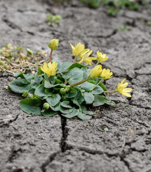 Lesser celandine or pilewort close up from the buttercup or Ranu