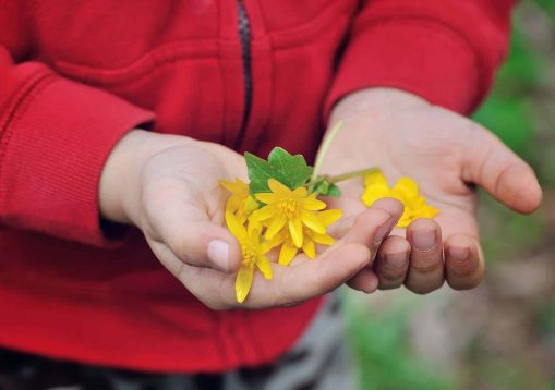 Spring yellow flowers in children's hands