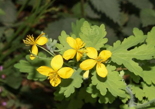 Gelbe Blüte des Schöllkrautes, Chelidonium majus
