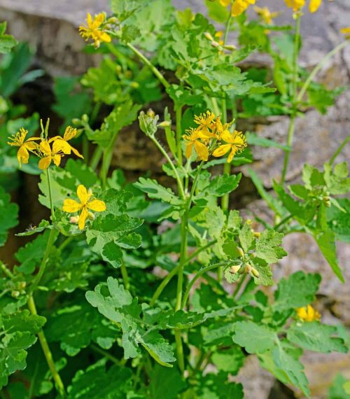 Blühendes Schöllkraut, Chelidonium majus