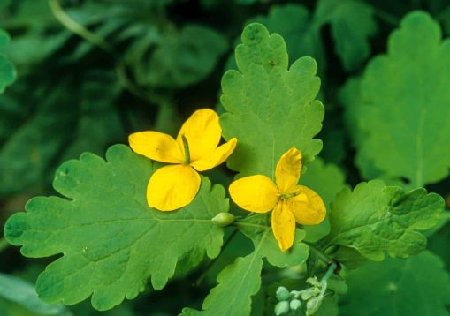 Grande chélidoine, Chelidonium majus