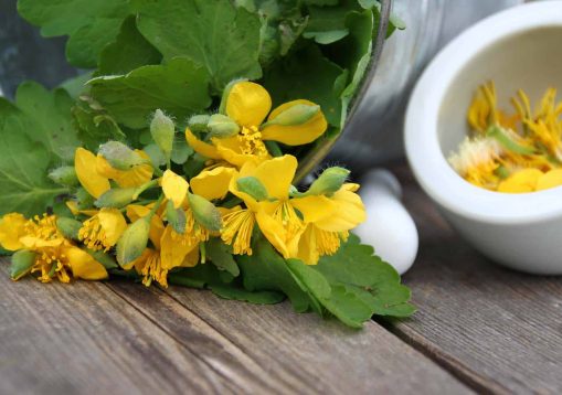 homöopathie mit schöllkraut