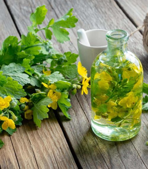 A bottle of tetterwort tincture or oil and fresh Chelidonium majus plant.
