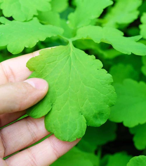 Chelidonium majus tincture used for getting rid of warts. Herbal remedy concept.