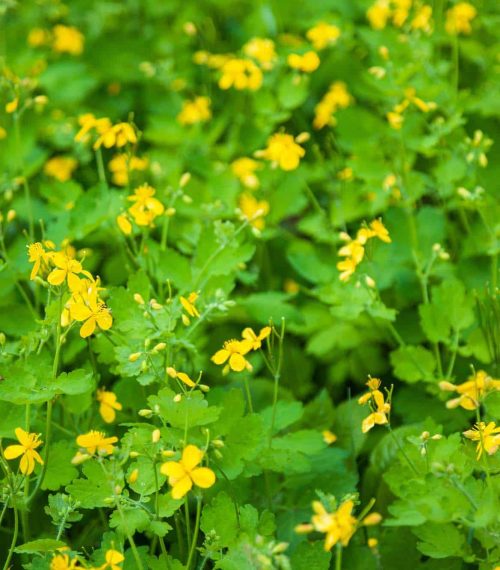 Flowering celandine. Greater celandine (Chelidonium majus, tetterwort, nipplewort or swallowwort, St John's wort). Floral background.