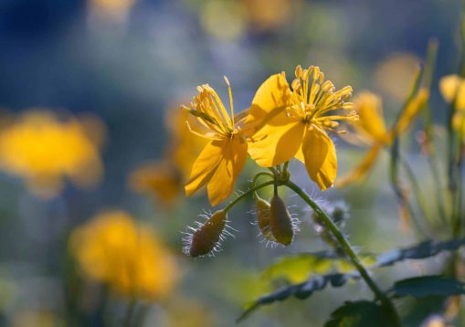 Flowering yellow celandine plant in forest. Chelidonium majus or greater celandine. Place for text