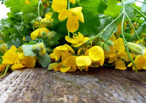 Greater celandine herb (Chelidonium majus, tetterwort, nipplewor
