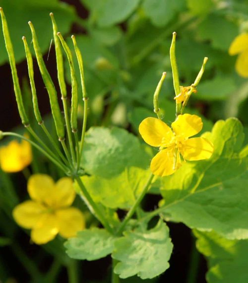Chelidonium majus (celandine, tetterwort, tetterwort, nipplewort or swallowwort) flowers blooming in 
forest in spring day