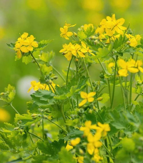 The Greater Celandine is a perennial herbaceous flowering plant (Chelidonium majus)