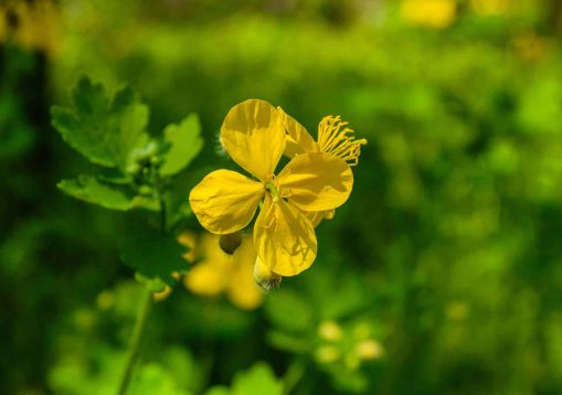 Greater celandine (chelidonium majus) blossoming in forest