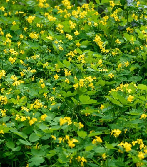 Close up of small yellow flower of Chelidonium majus plant, comm