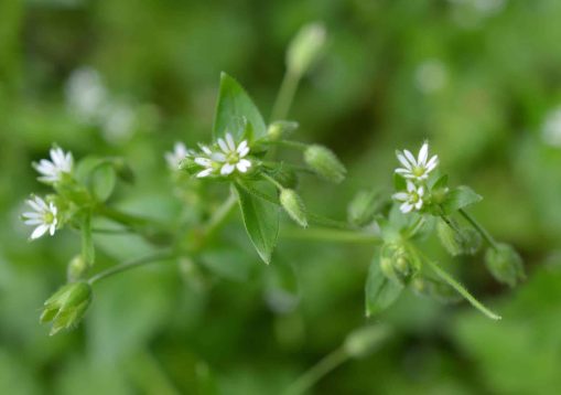 Gwiazdnica pospolita, pedy kwiatowe, Stellaria media