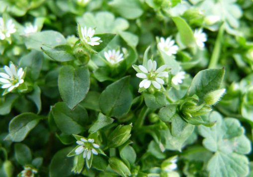 Vogelmiere Blüten und Blätter - Stellaria media - 2
