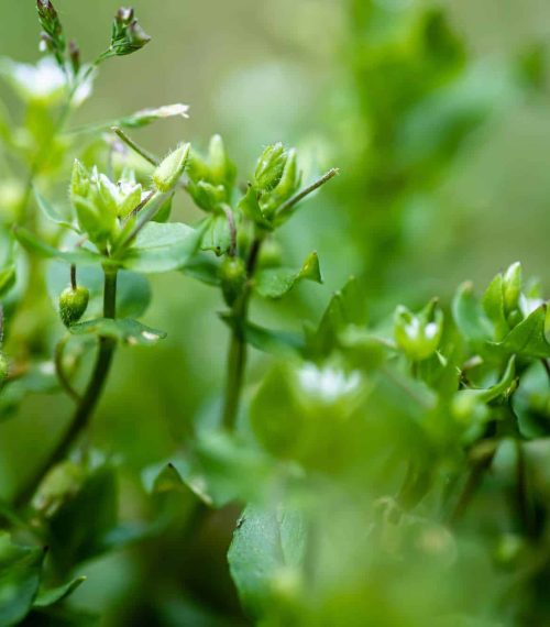 Stellaria media, chickweed, common chickweed, chickenwort, craches, maruns. White small flowers winterweed herb. Medicinal plant during flowering. plant medicinal properties and is used in folk medicine.
