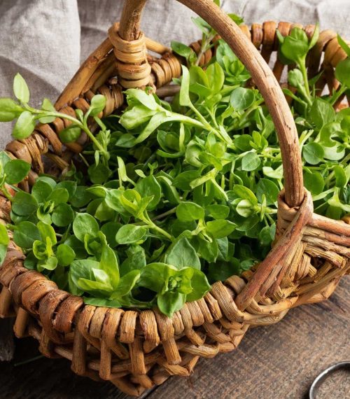 Leaves of chickweed or Stellaria media - a wild edible plant growing in early spring