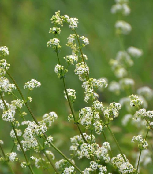 Galium grows in a meadow in the wild