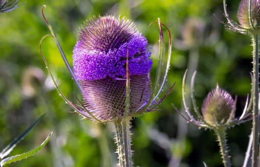Purple common teasel or Dipsacus fullonum L. flower in summer, close up