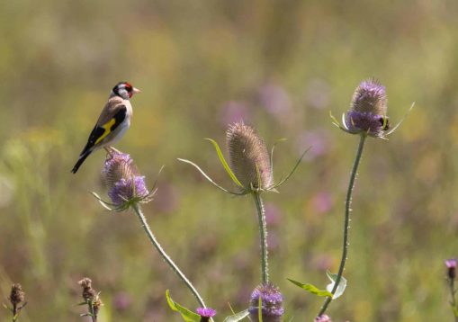 Goldfinch (Carduelis carduelis) feeding on teasel (Dipsacus fullonum). Colourful male bird in the finch family (Fringillidae) feeding on seeds whilst perched flowerhead