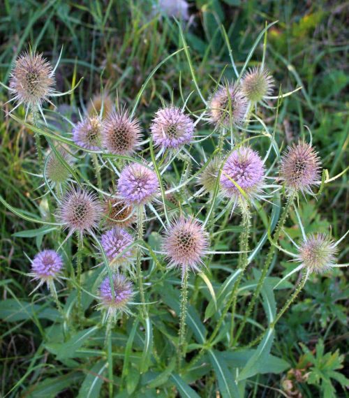 Flowers of wild teasel in autumn, also called Dipsacus fullonum or wilde karde, shallow DOF, Bokeh