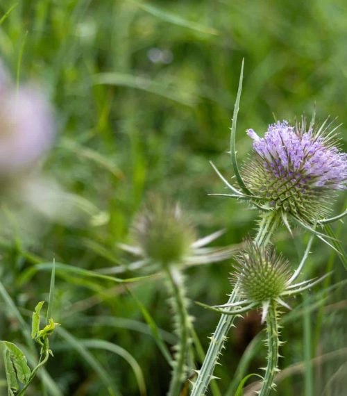The wild teasel (Dipsacus fullonum) is a valuable bee pasture and is one of the thistles
